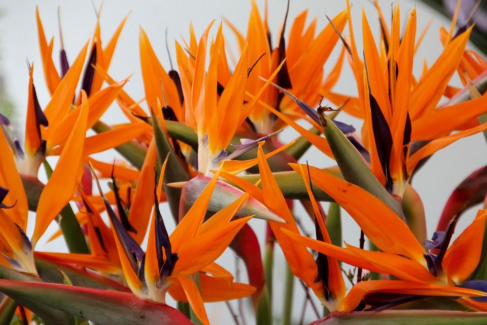 Ave del Paraiso - Floristería en Barranquilla